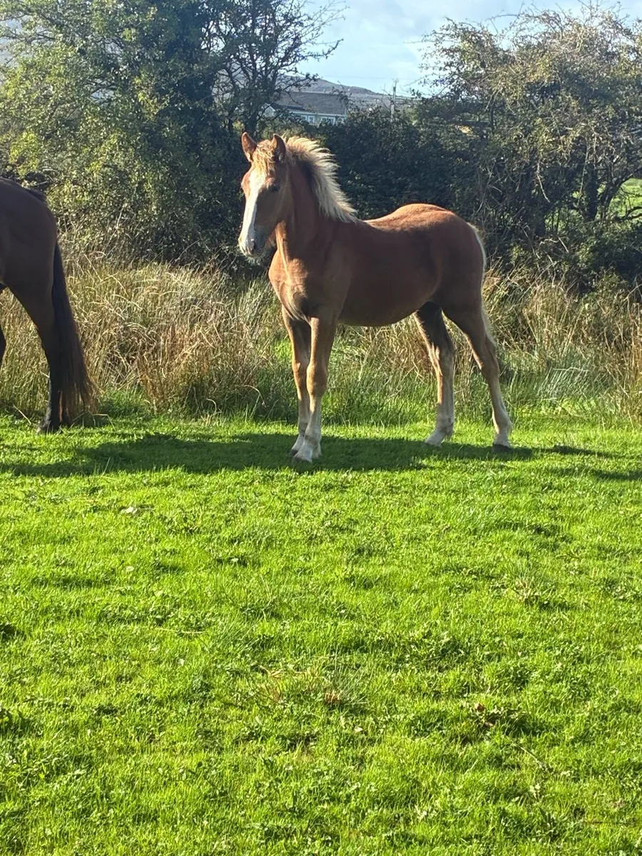 Filly foal - Image 1