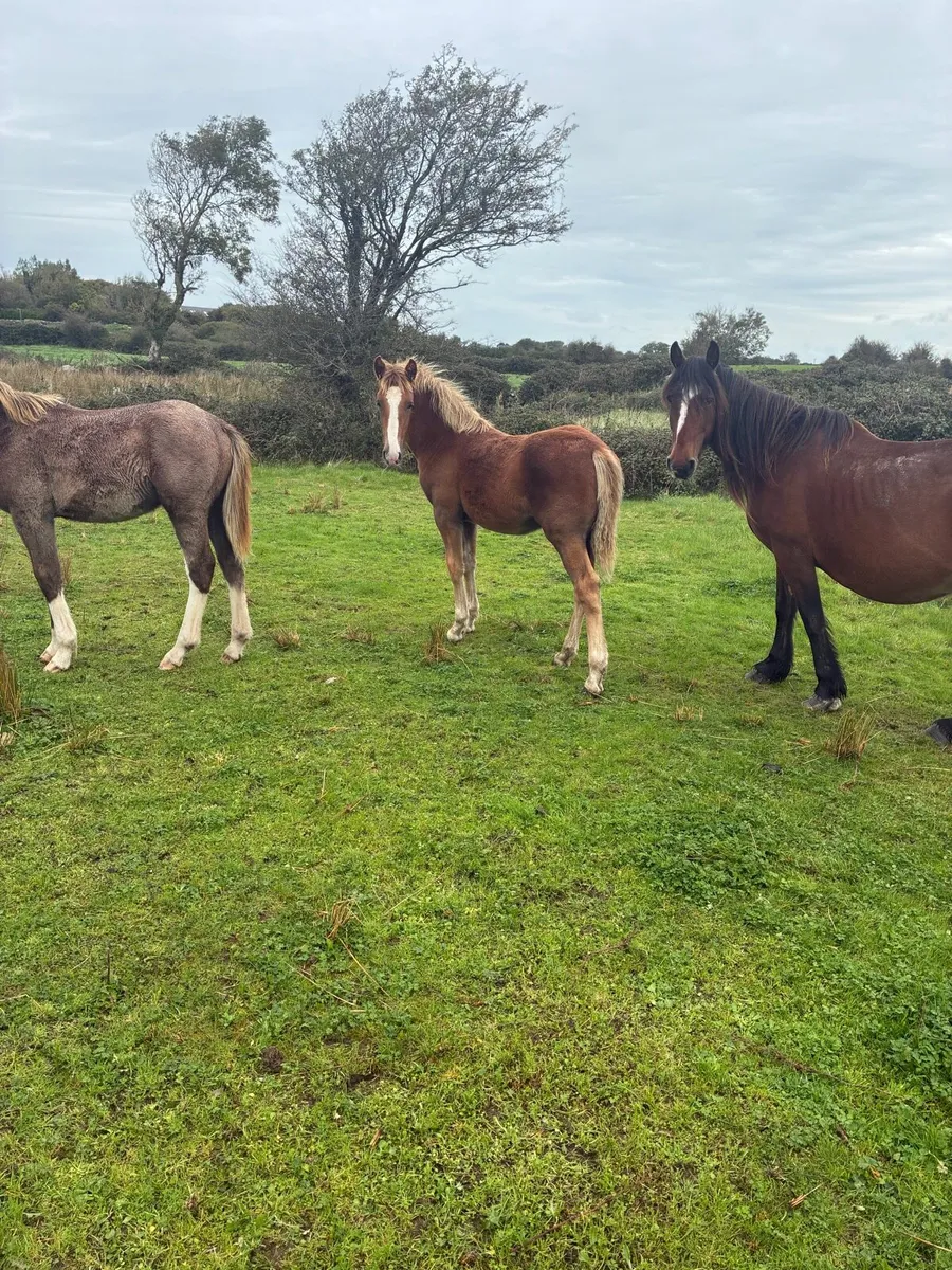 Filly foal - Image 4