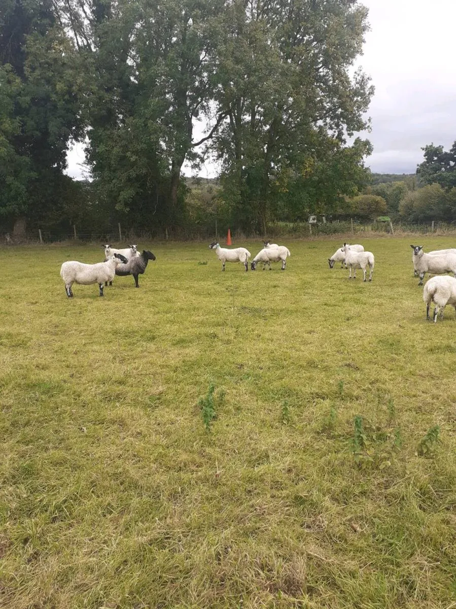 Hoggets - Image 1