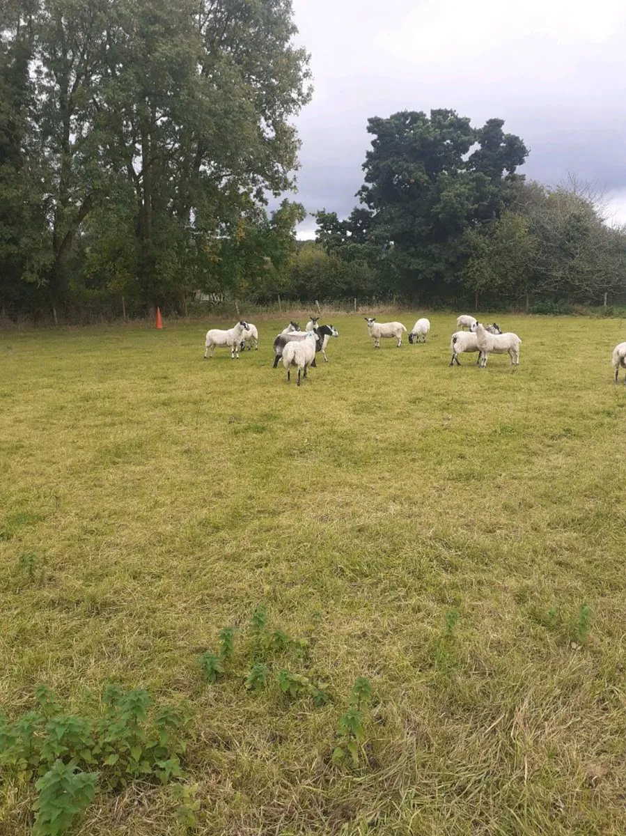 Hoggets - Image 2