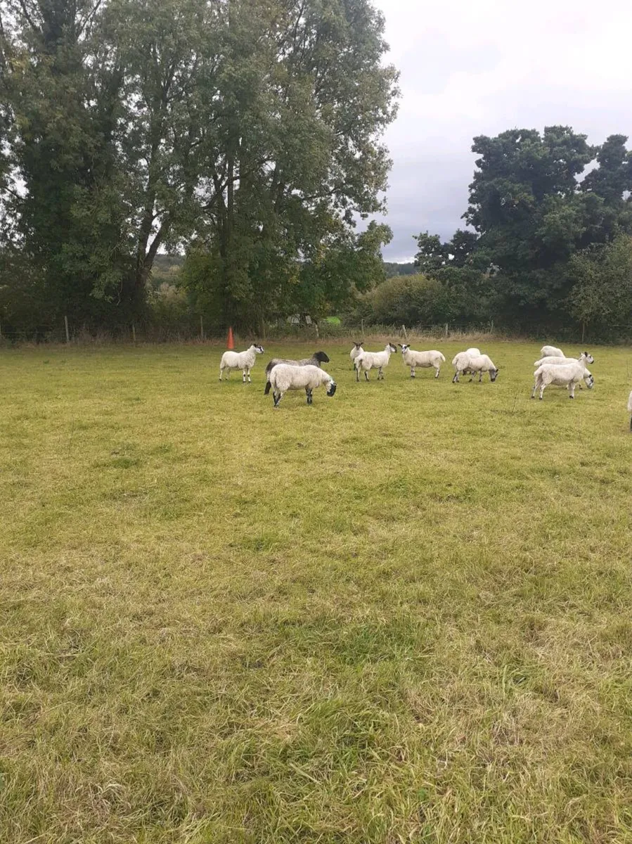 Hoggets - Image 3