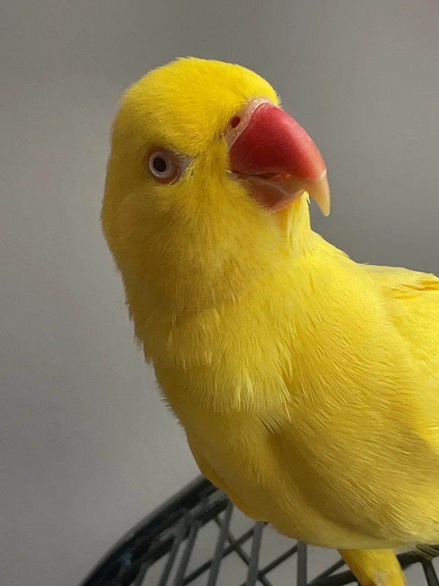 Yellow Female Ringneck with Cage Included - Image 1