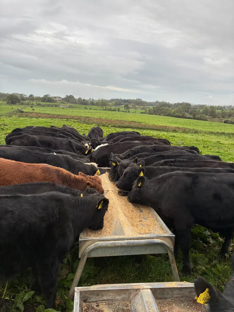 Angus lim and Hereford bulls - Image 2