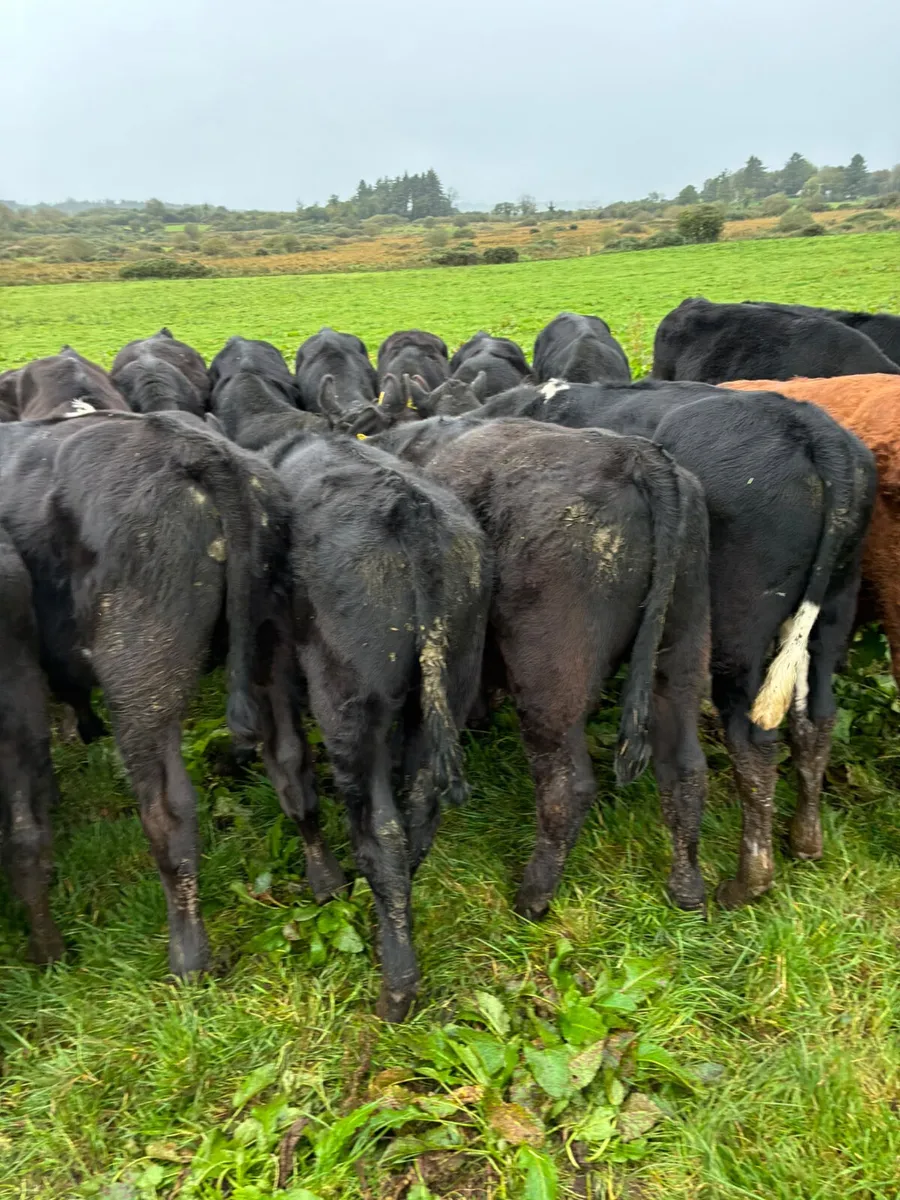 Angus lim and Hereford bulls - Image 1