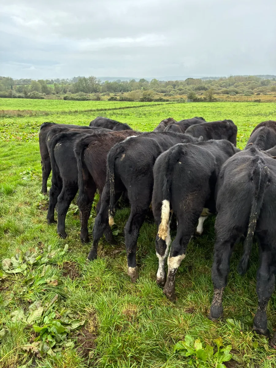 Angus lim and Hereford bulls - Image 4