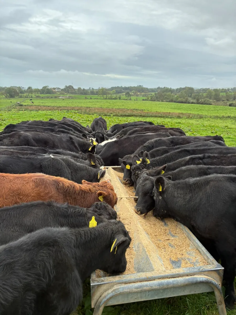 Angus lim and Hereford bulls - Image 3