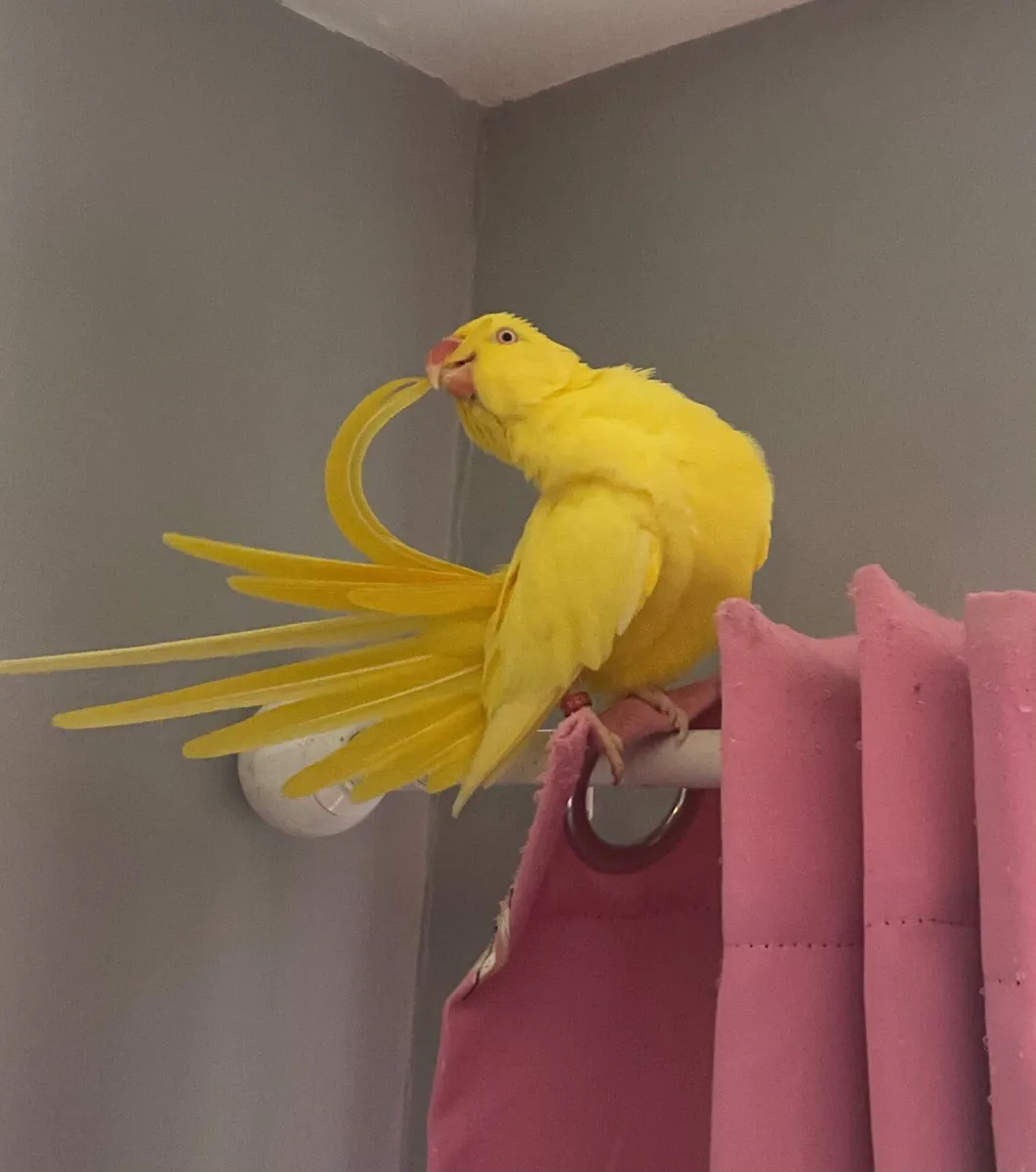 Yellow Female Ringneck with Cage Included - Image 2