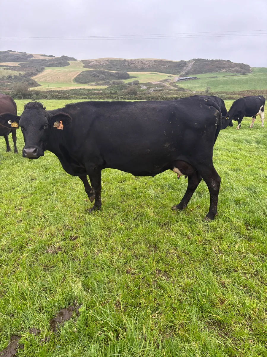 Dairy cows - Image 4