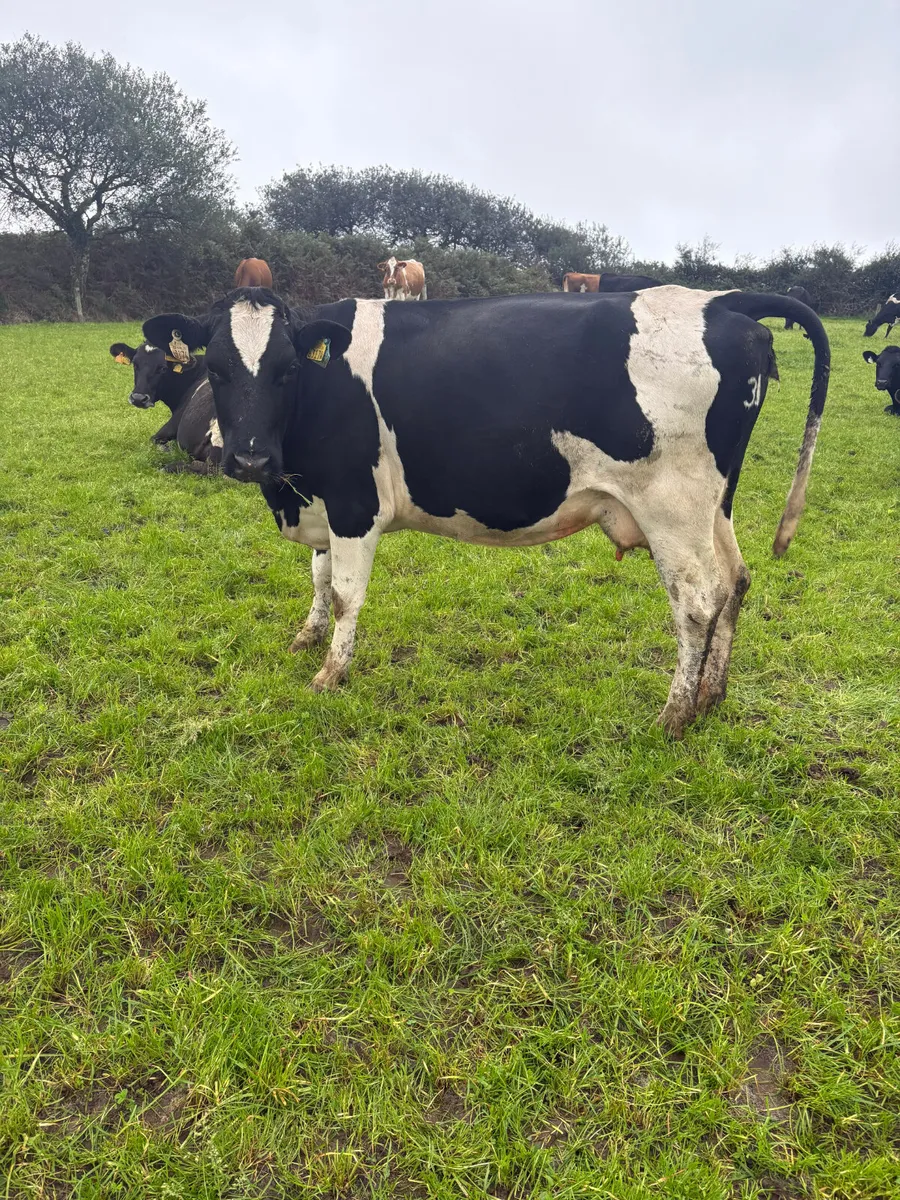 Dairy cows - Image 2