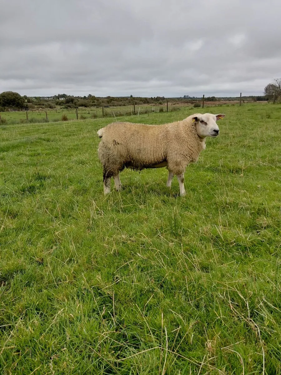 Chartex ram Lamb75+kg and pedigree texel ram lamb - Image 2
