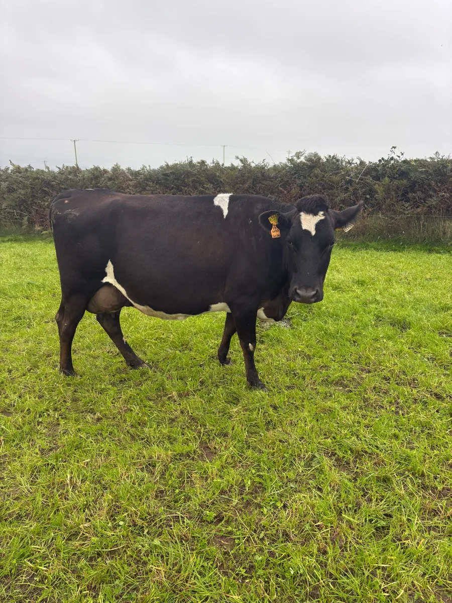 Dairy cows - Image 3