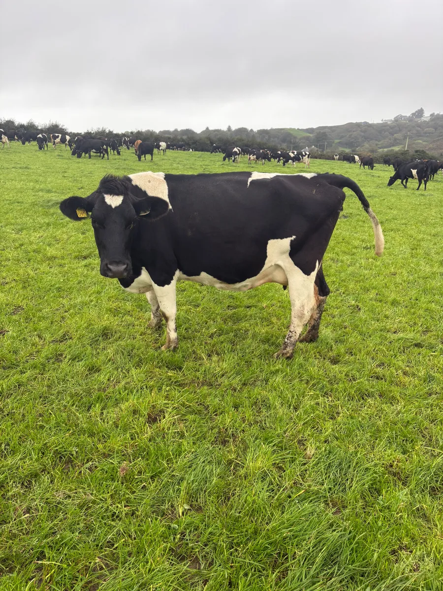 Dairy cows - Image 1