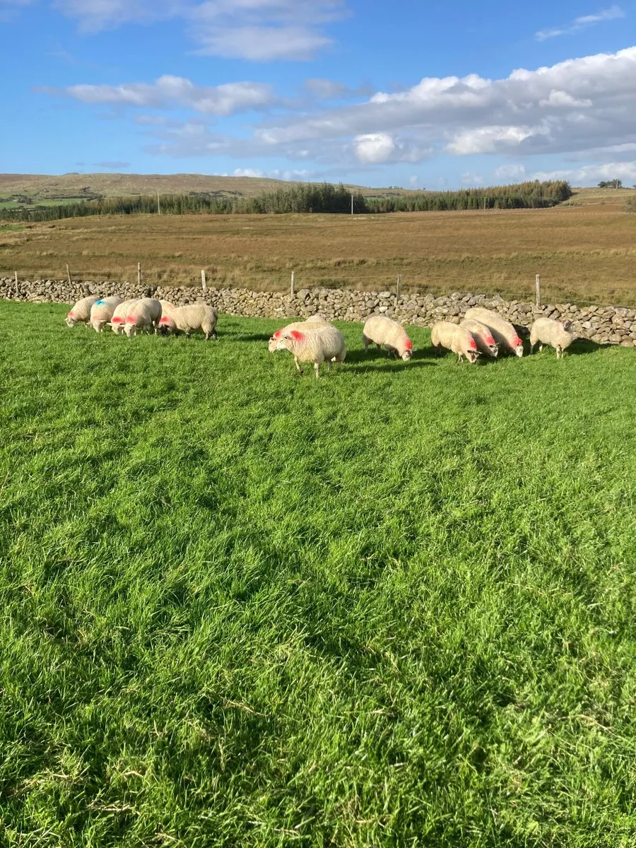 Ewe lambs - Image 2