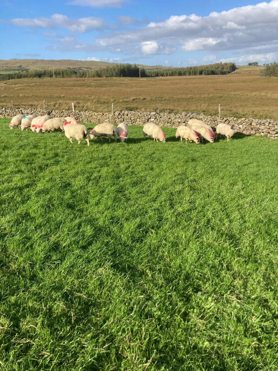 Ewe lambs - Image 1