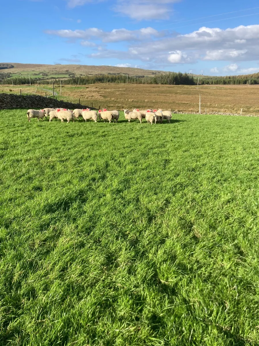 Ewe lambs - Image 3