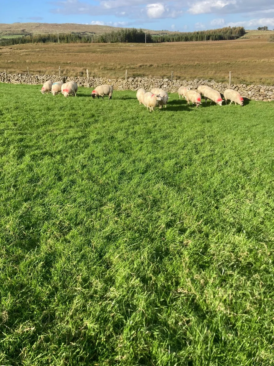Ewe lambs - Image 4