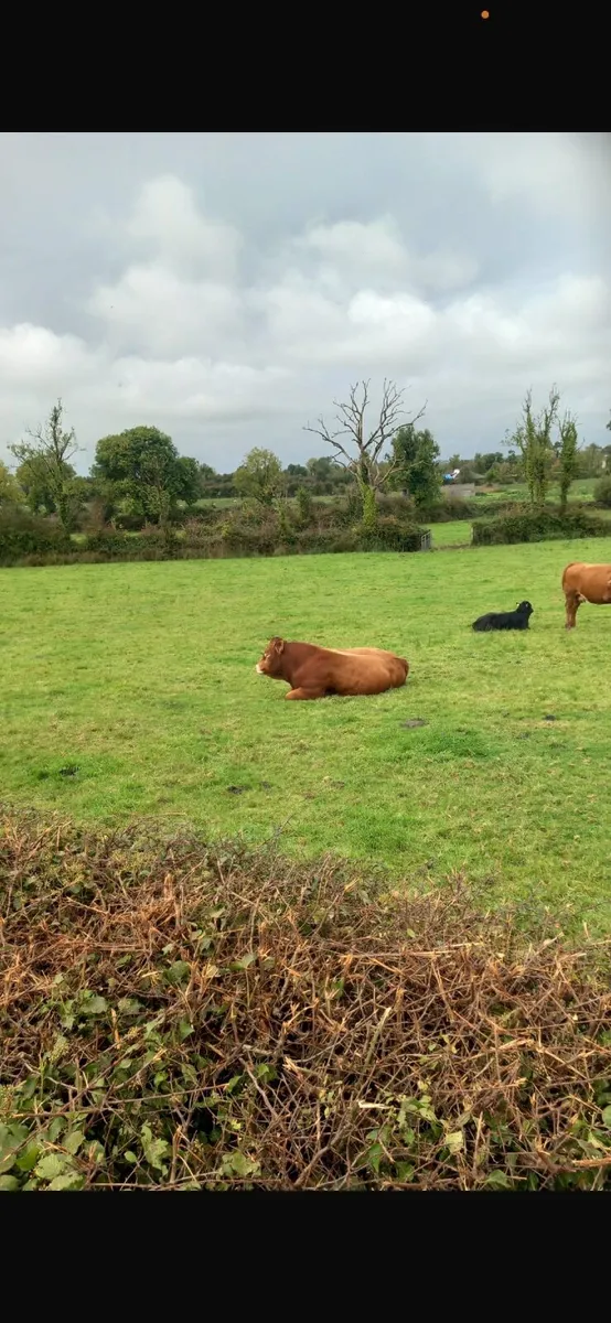 Bull - Image 3