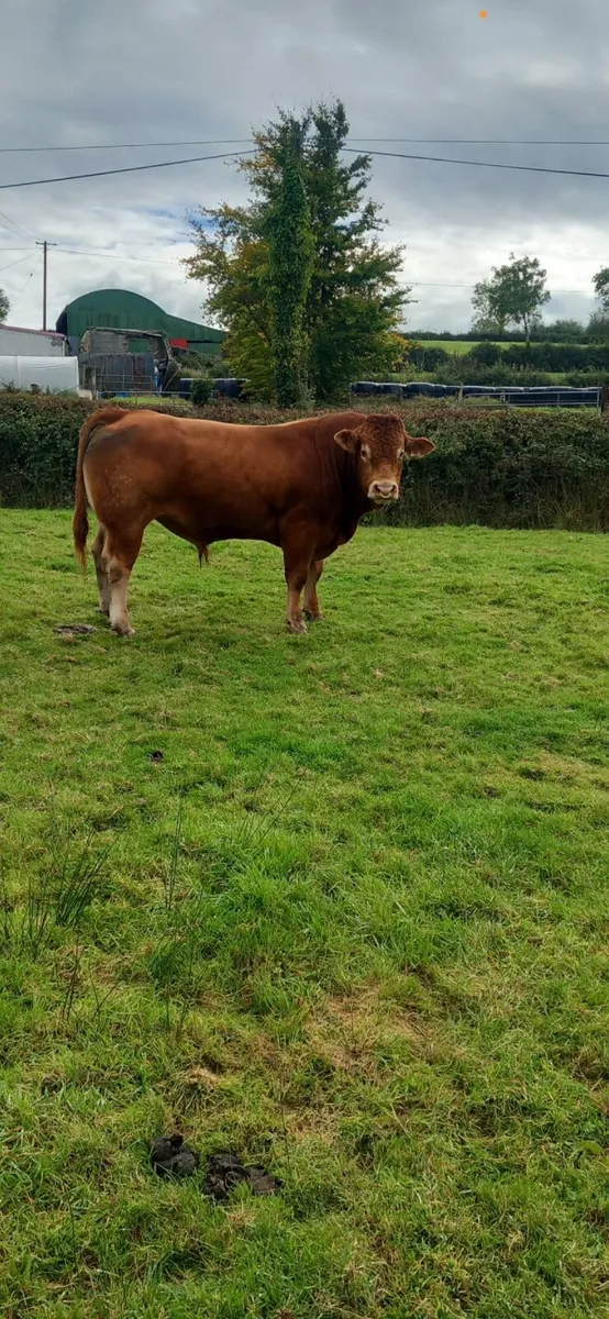 Bull - Image 1