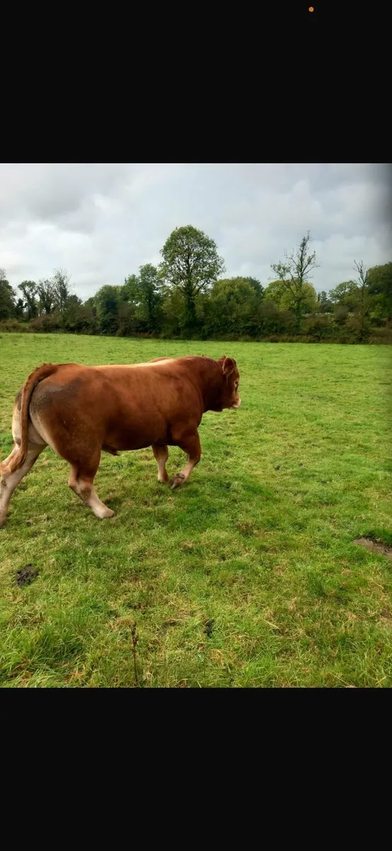 Bull - Image 2