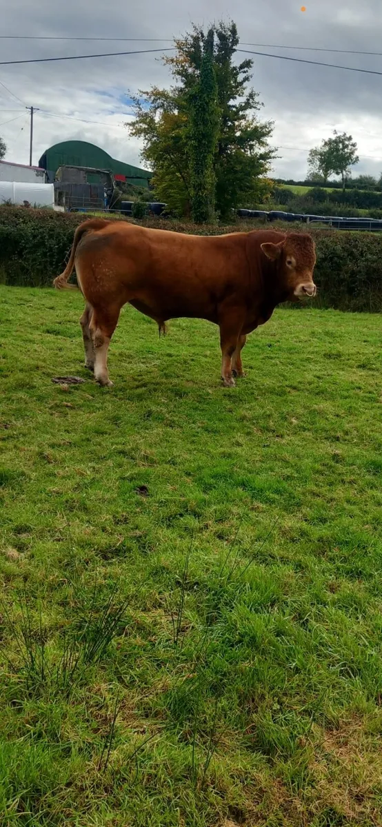 Bull - Image 4