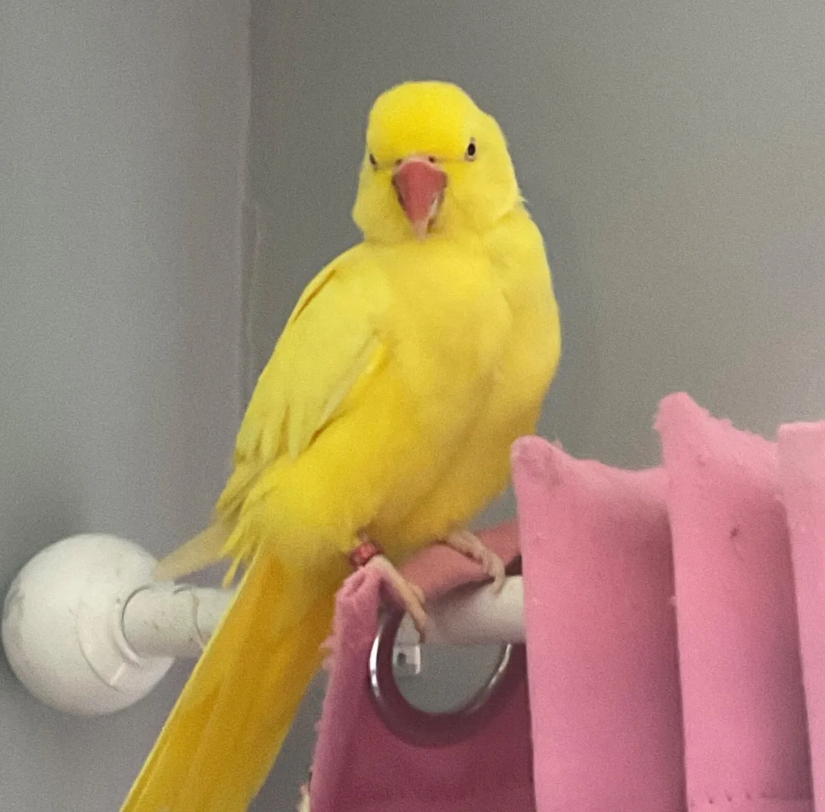 Yellow Female Ringneck with Cage Included - Image 4