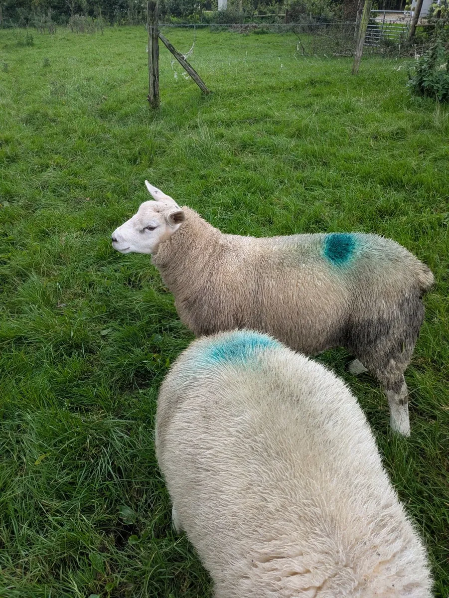 2 Texel ram lambs - Image 1