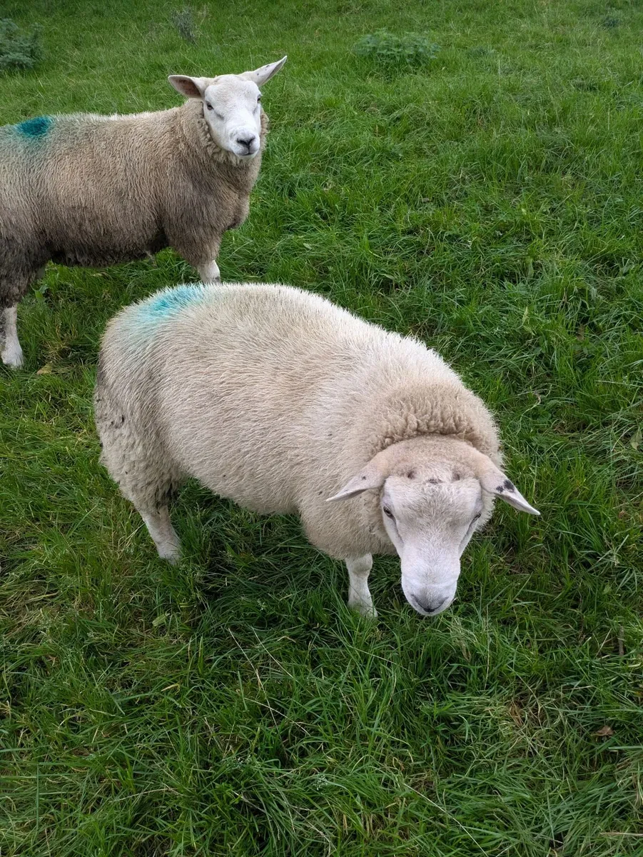 2 Texel ram lambs - Image 2