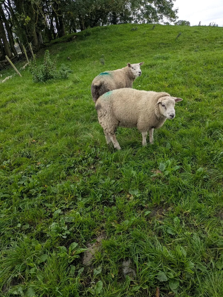 2 Texel ram lambs - Image 4
