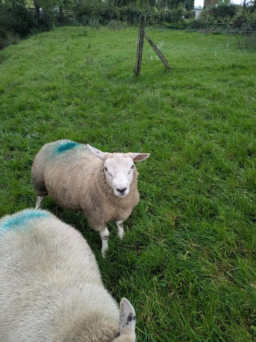 2 Texel ram lambs - Image 3