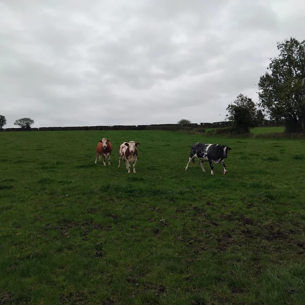 3 continental cross heifers - Image 3