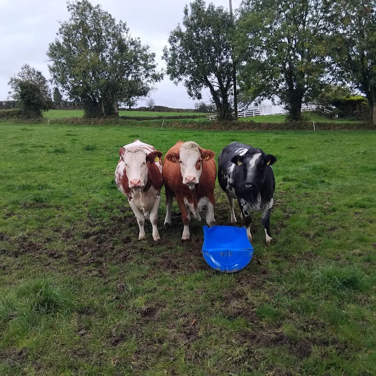 3 continental cross heifers - Image 2