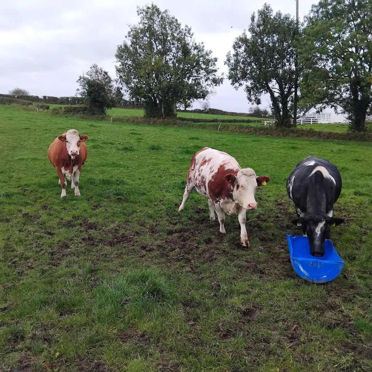 3 continental cross heifers - Image 4