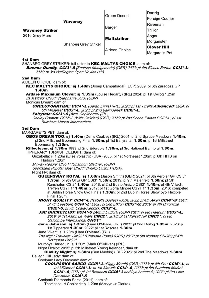 Performance Bred Broodmares in Foal - Image 2
