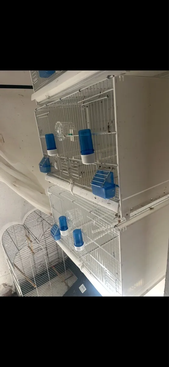 Bird cages - Image 3
