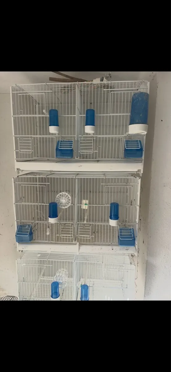Bird cages - Image 4