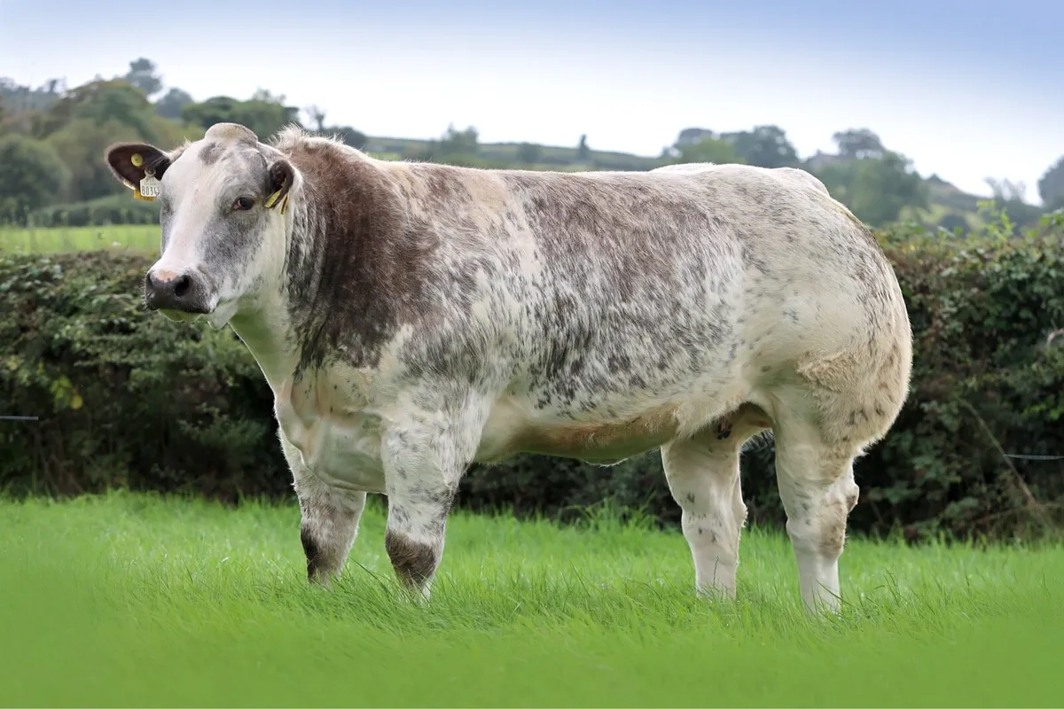 C&M Tumilty In-Calf Heifers Sale - Image 2