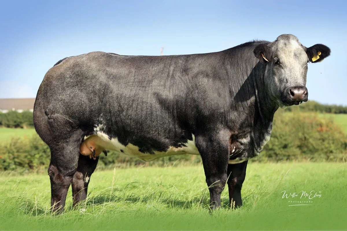 C&M Tumilty In-Calf Heifers Sale - Image 3