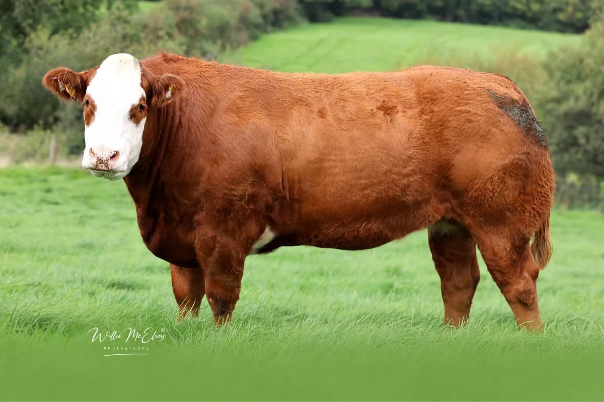 C&M Tumilty In-Calf Heifers Sale - Image 4