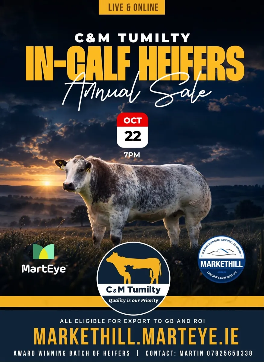 C&M Tumilty In-Calf Heifers Sale - Image 1