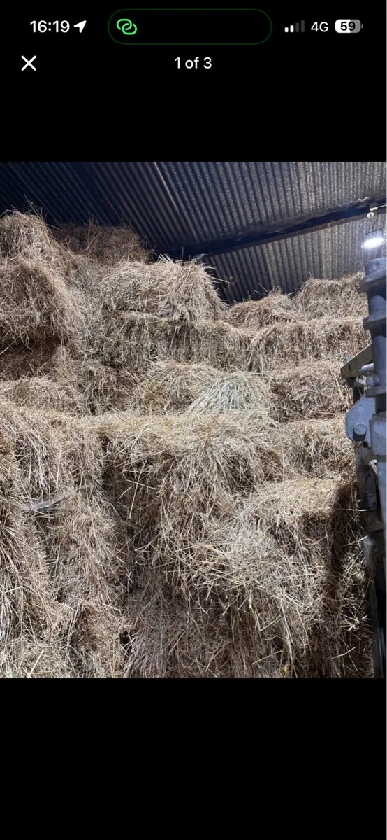 Square bales of hay - Image 1