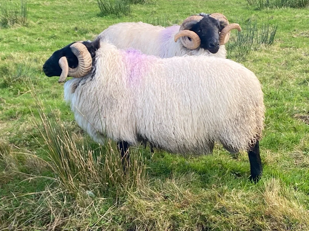 Blackface Horny Rams - Image 1