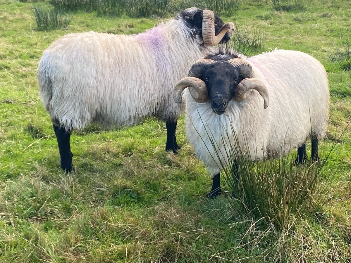 Blackface Horny Rams - Image 2