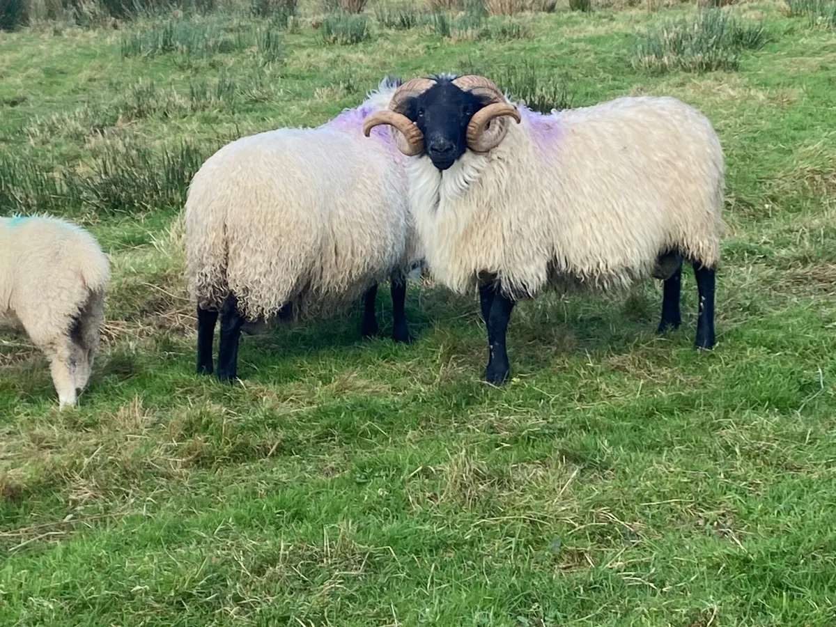 Blackface Horny Rams - Image 3