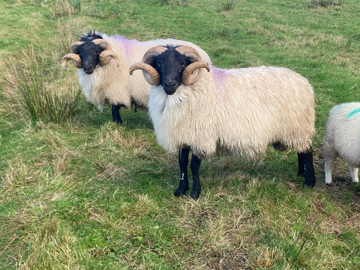 Blackface Horny Ram - Image 3