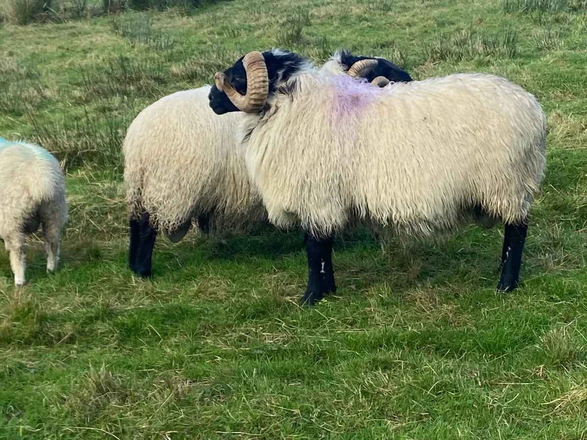 Blackface Horny Rams - Image 4