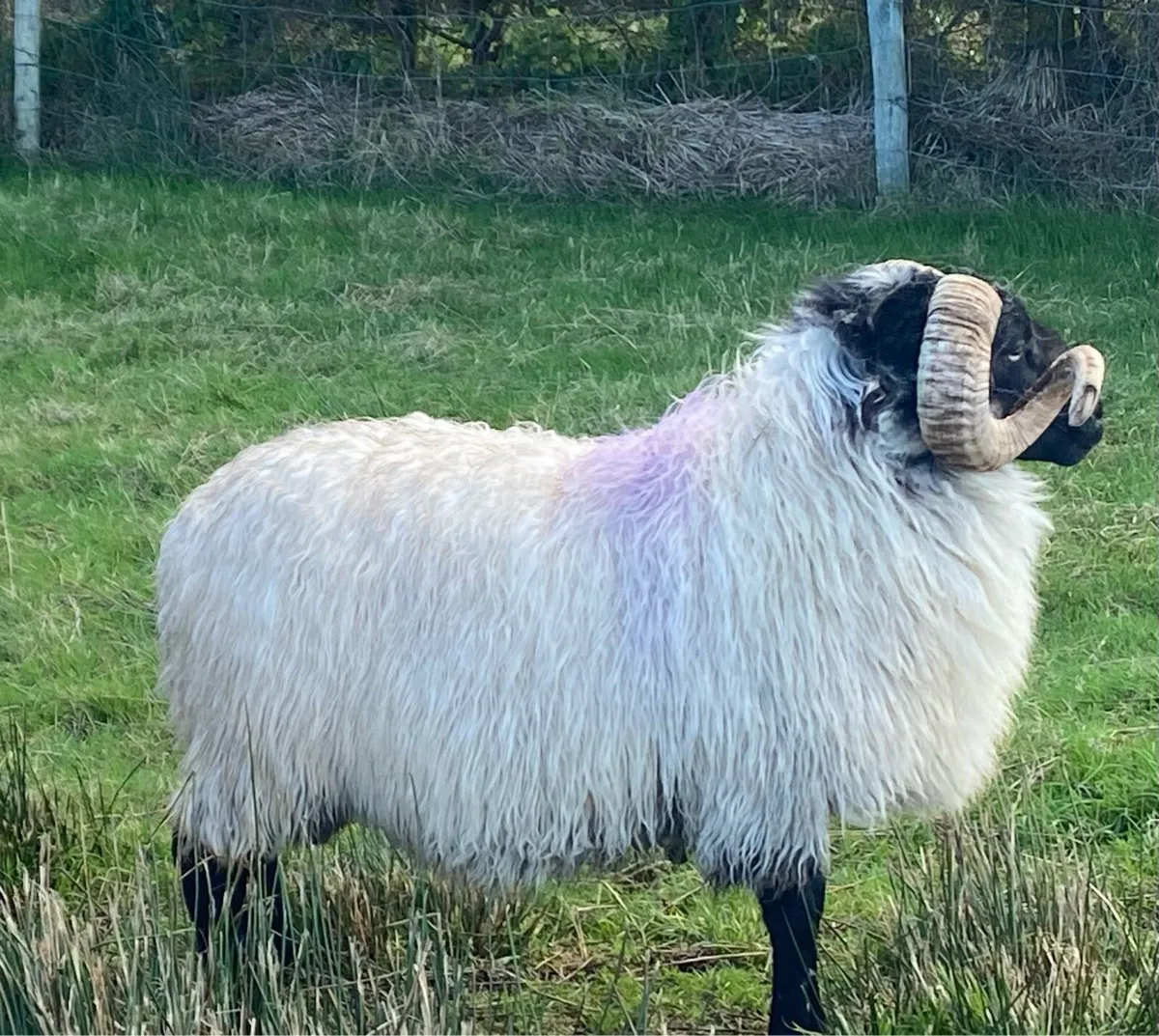 Blackface Horny Ram - Image 4