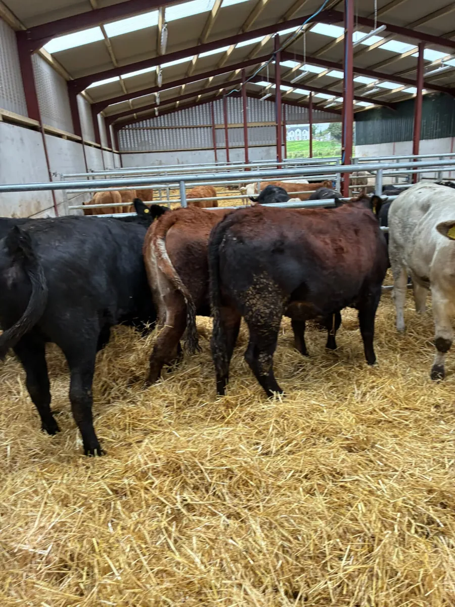 Store heifers - Image 4