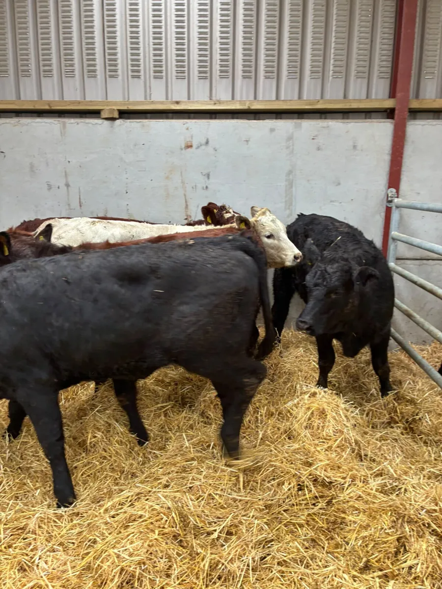 Store heifers - Image 3