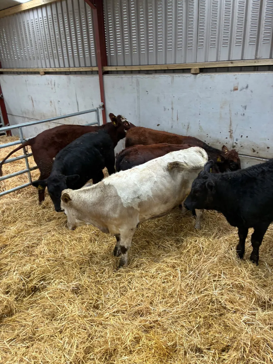 Store heifers - Image 1