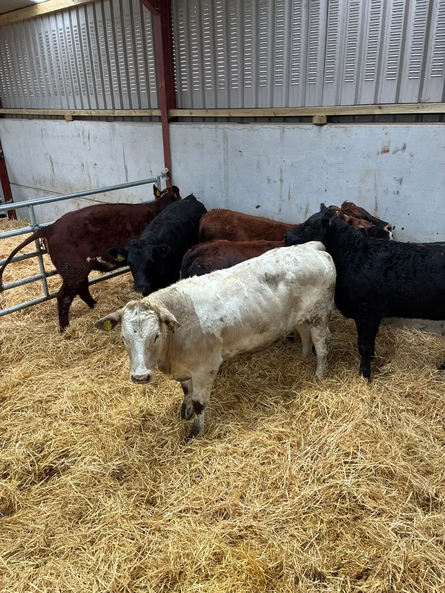 Store heifers - Image 2
